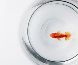Keeping Goldfish For Wealth At Home